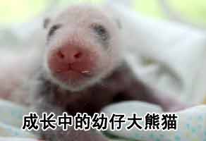 文化