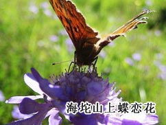 ����ɽ�ϵ�����
