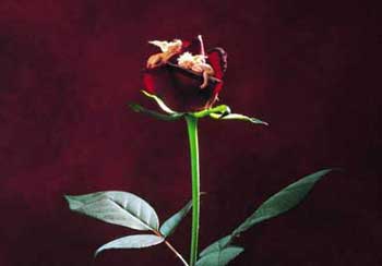 怎样给牛宝宝起个好名字-搜狐星座